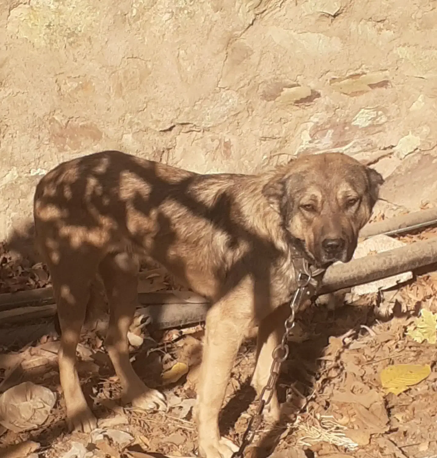 سگ عراقی|سگ|کوهسار (البرز), |دیوار