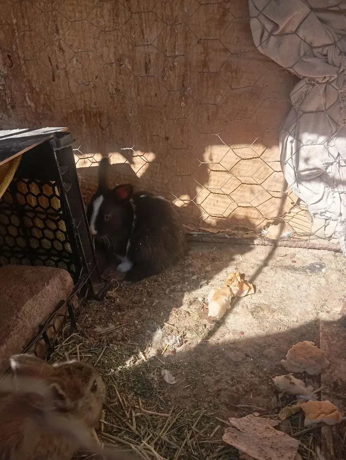 بچه خرگوش|موش و خرگوش|زاهدان, |دیوار