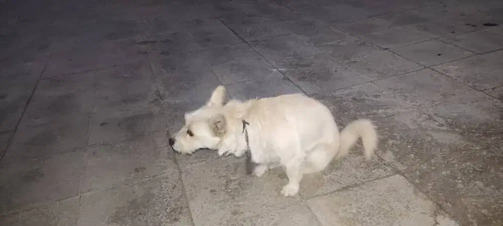 سگ پاکوتاه|سگ|یزدان شهر, |دیوار