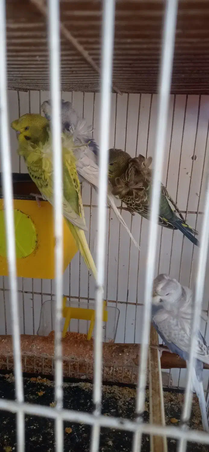 مرغ عشق پروانه ای، فنچ|پرنده|تبریز, |دیوار