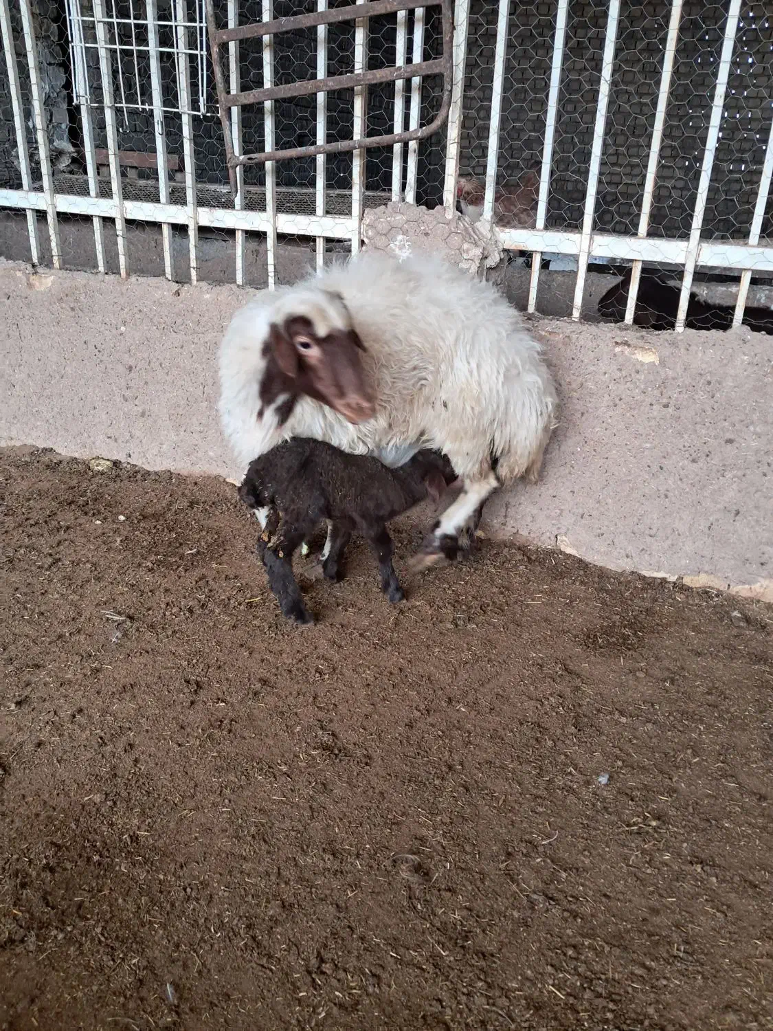 دوعدد میش بابره|حیوانات مزرعه|کاشان, لتحر|دیوار