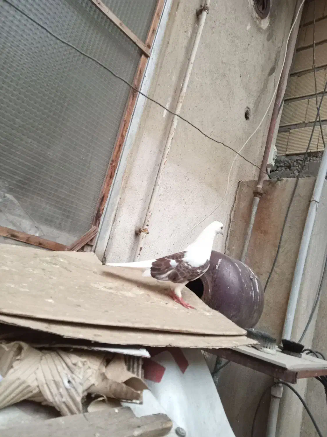 کبوتر|پرنده|لاهیجان, کوی زمانی|دیوار