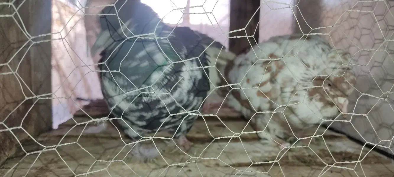 کفتر|پرنده|ابریشم, |دیوار