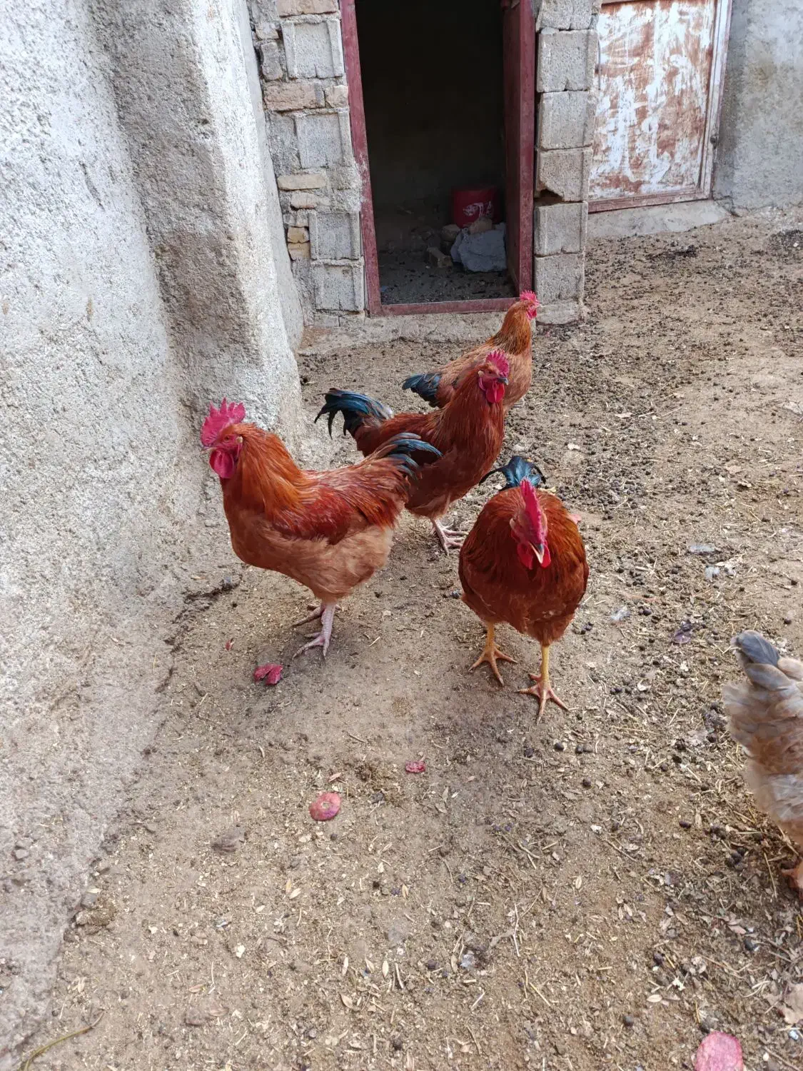 خروس جوان|حیوانات مزرعه|درگزین, |دیوار