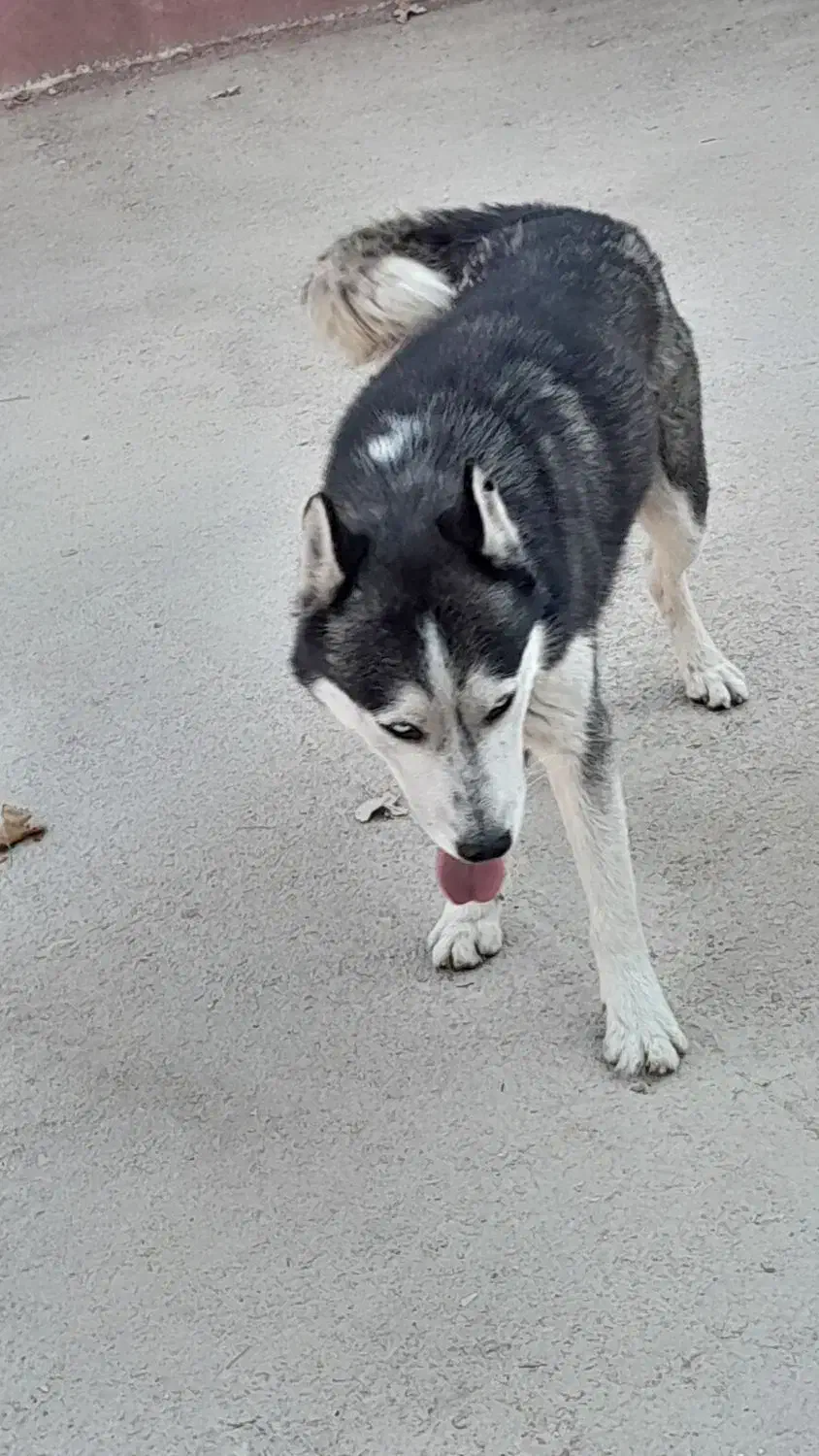 هاسگی خوش قیمت|سگ|شیراز, منطقه هوایی شهید دوران|دیوار