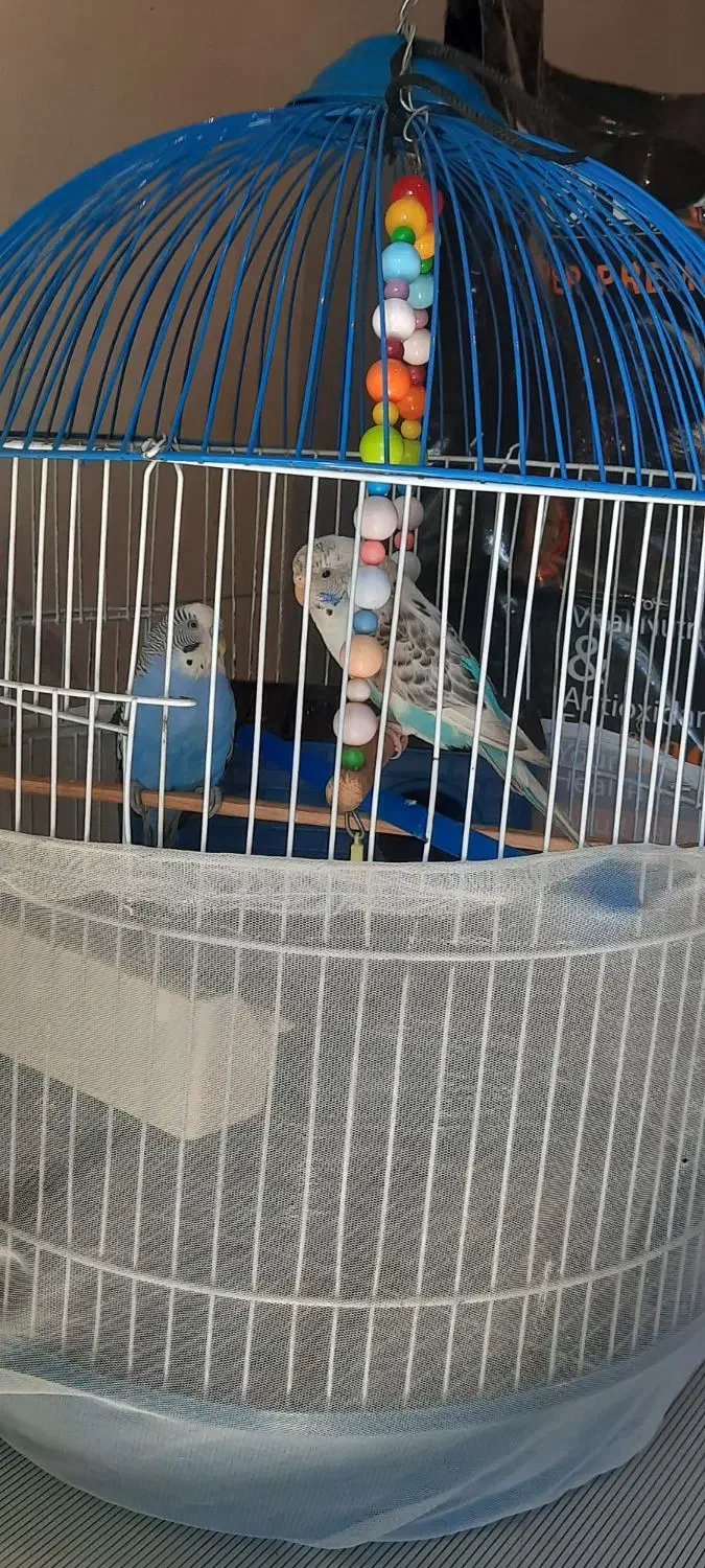 یک جفت مرغ عشق مولدهمراه با قفس|پرنده|رباط‌کریم, نصیرشهر|دیوار