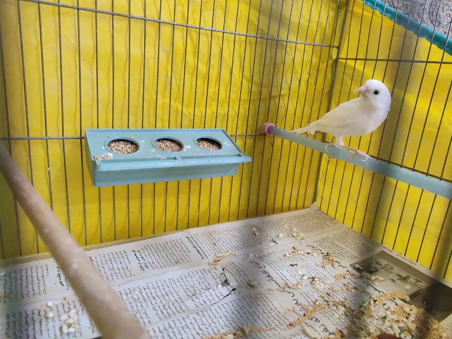 قناری نر ریز خون|پرنده|تفت, |دیوار