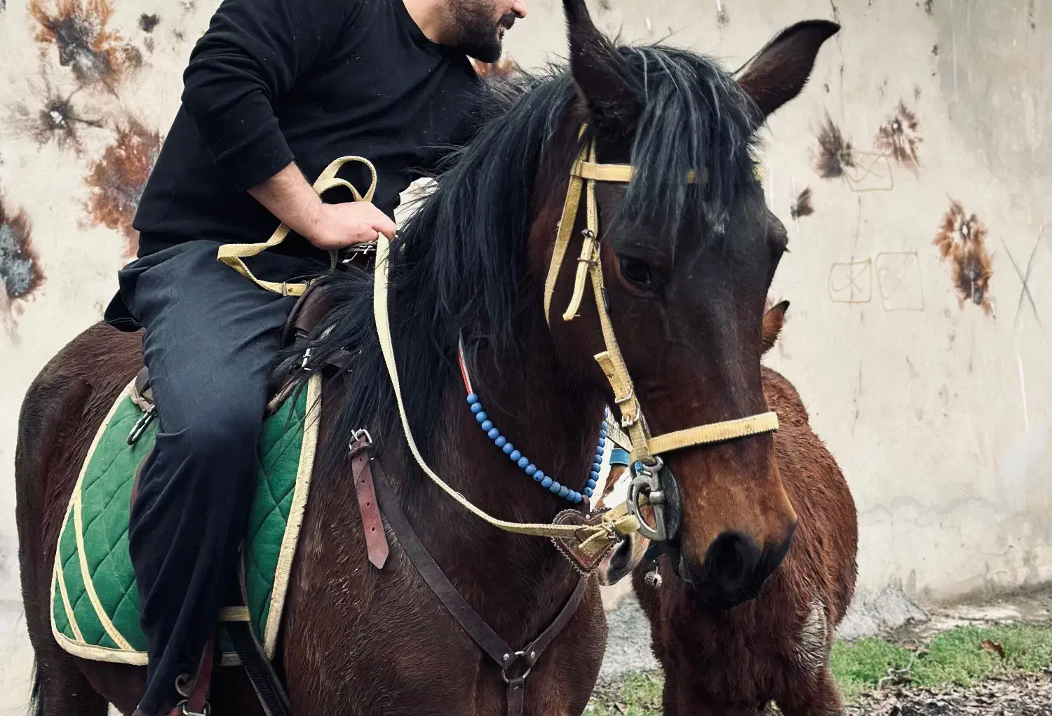 اسب مادیان|اسب و تجهیزات اسب‌سواری|تهران, بوستان چیتگر|دیوار