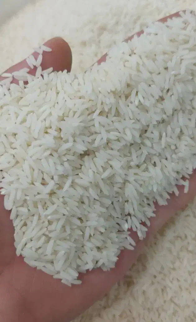 برنج‌‌سنگ طارم ضمانتی|خوردنی و آشامیدنی|ساری, |دیوار