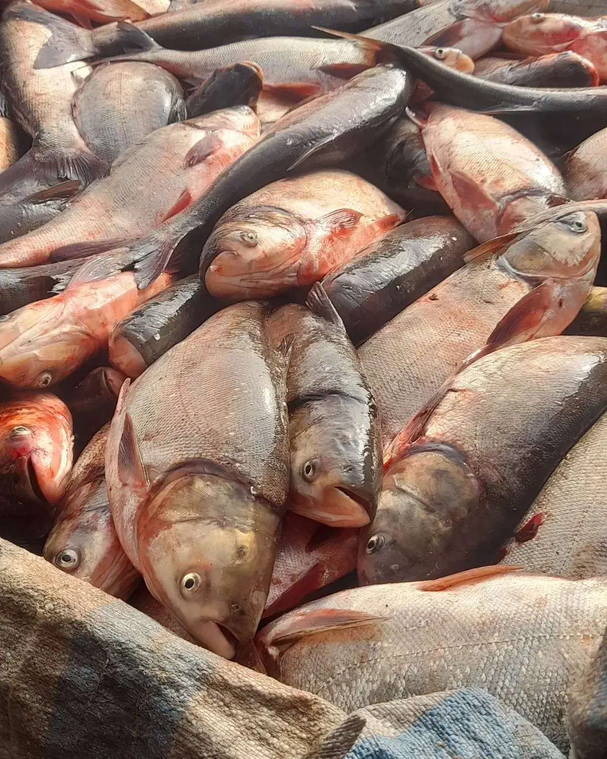 ماهی فروشی ابراهیم|ماهی|سقز, |دیوار