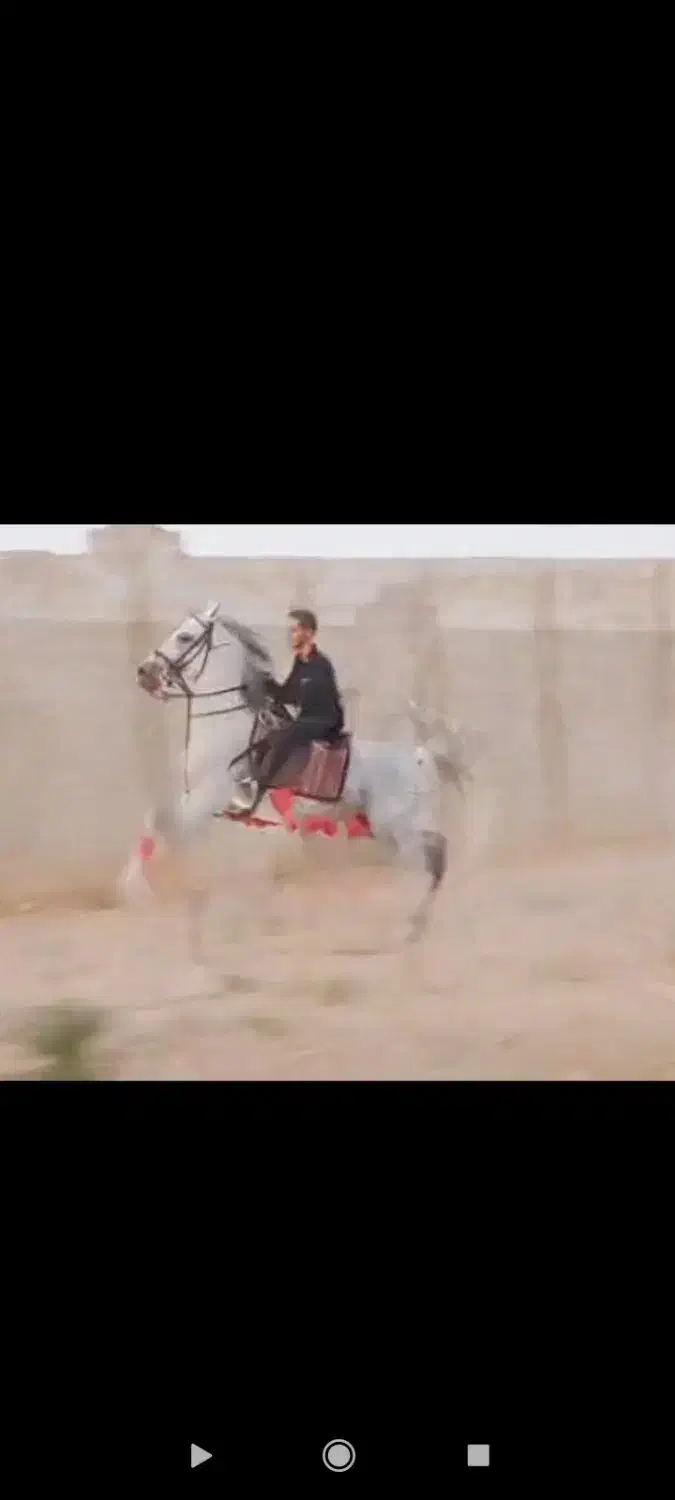 اسب نریون|اسب و تجهیزات اسب‌سواری|پیر بکران, |دیوار