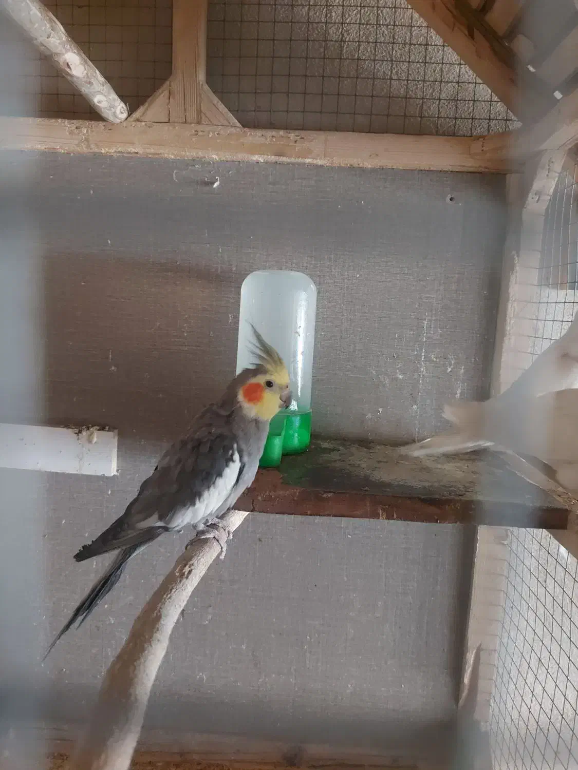 عروس هلندی البینو سیامون معاوضه قناری بخون|پرنده|مشکین‌دشت, |دیوار