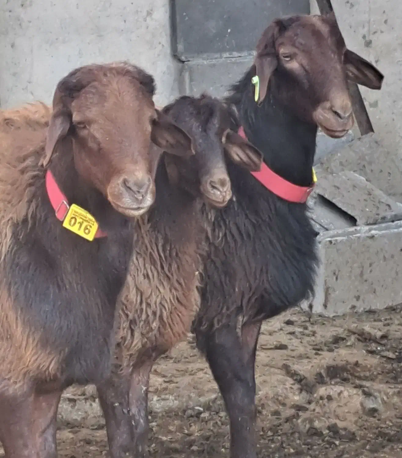 قوچ وبره‌قوچ همو. میش وشیشک همو وهترو|حیوانات مزرعه|کهریزک, |دیوار