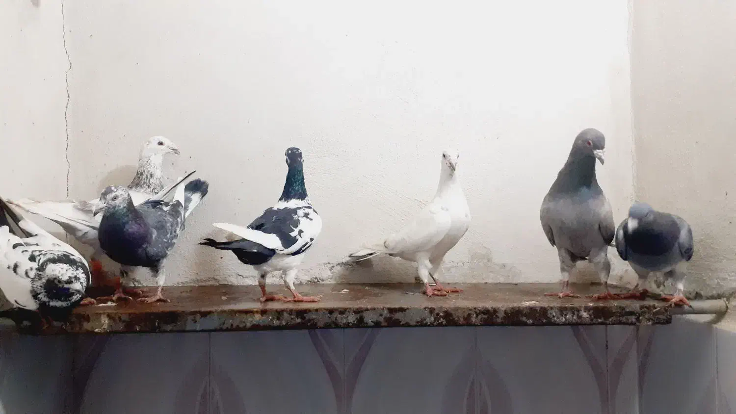 کبوتر سار.پرشی|پرنده|آشخانه, |دیوار