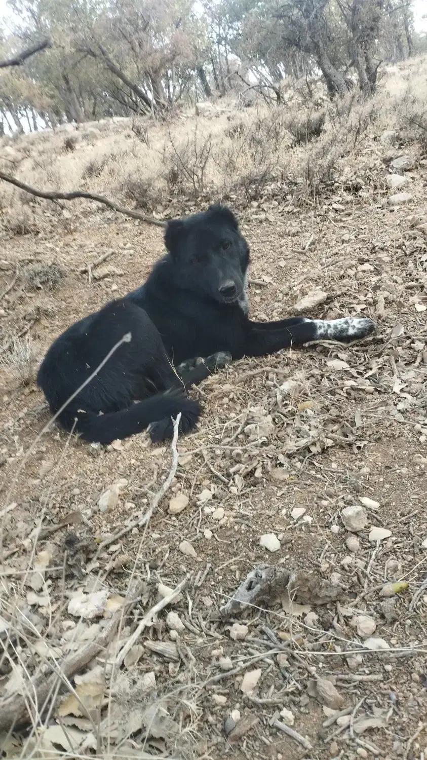 سگ گله ای|سگ|ارژن, |دیوار