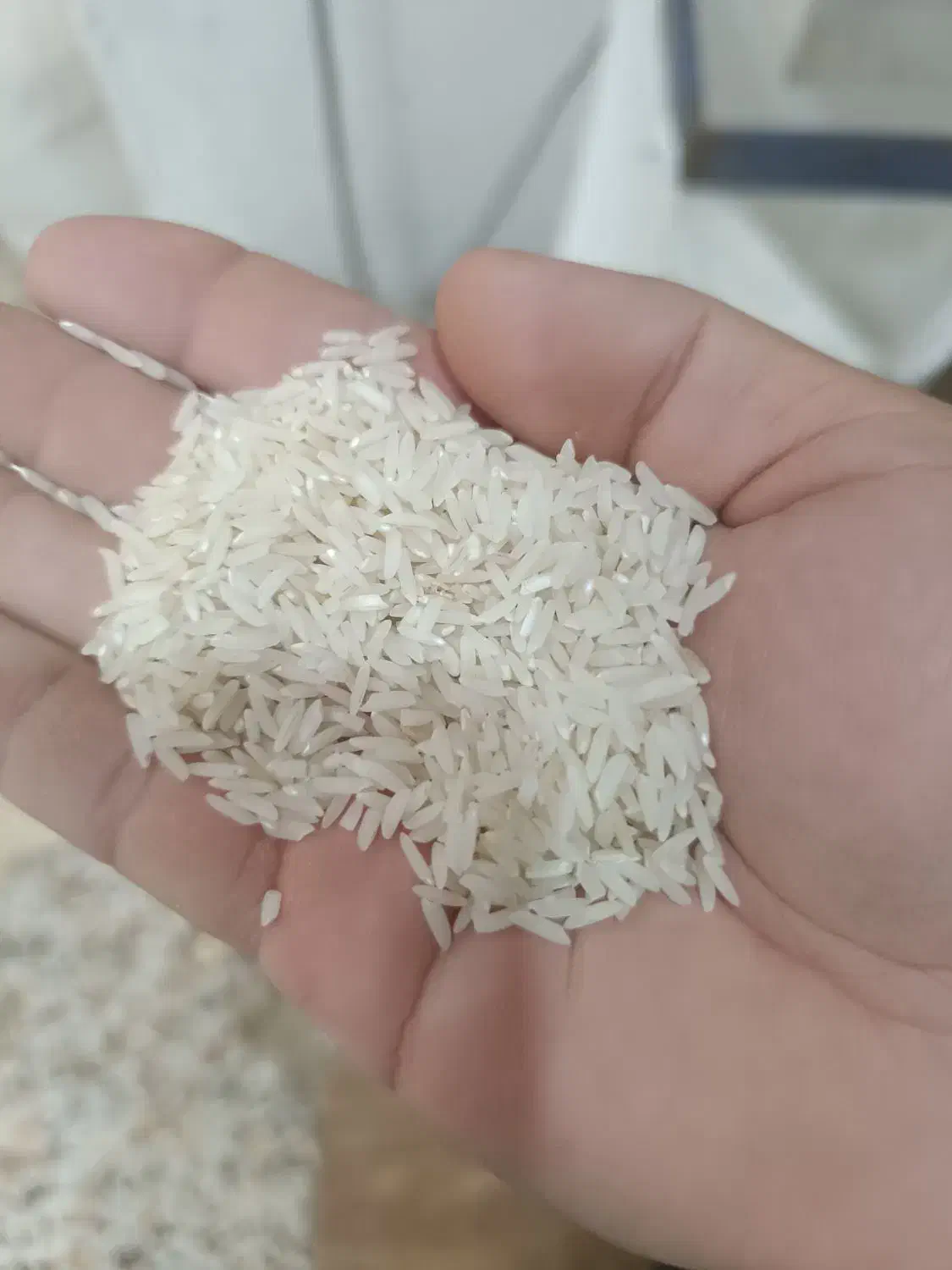 فروش برنج طارم هاشمی|خوردنی و آشامیدنی|قائم‌شهر, |دیوار