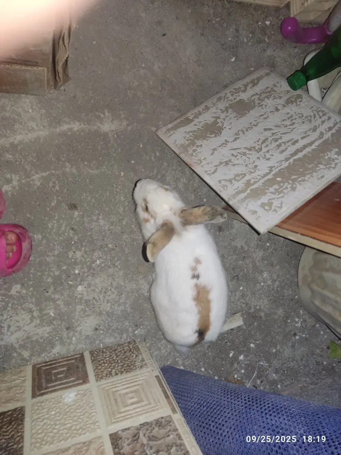 فروش خرگوش ماده|موش و خرگوش|آستانه اشرفیه, |دیوار