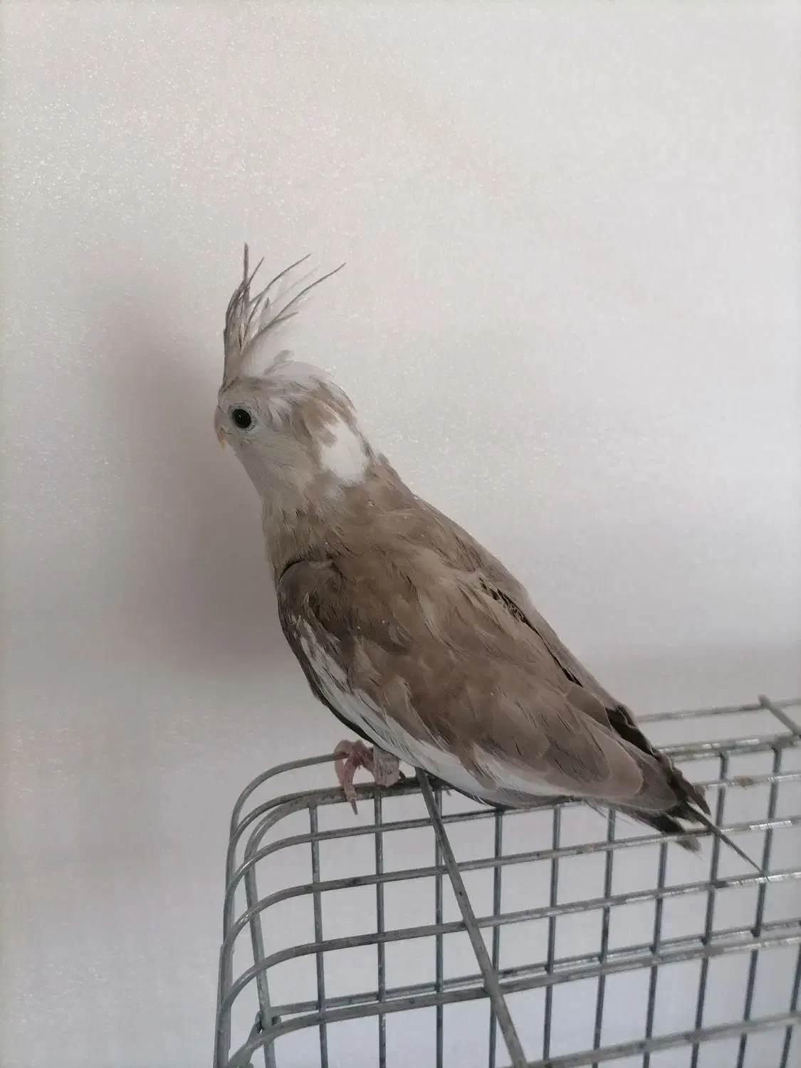 وایت فیس|پرنده|قیدار, |دیوار