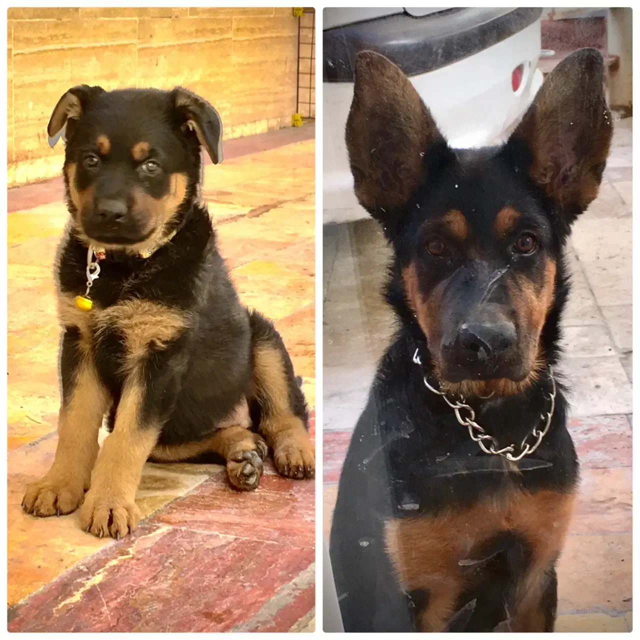 واگذاری سگ|سگ|فردیس, شهرک ناز|دیوار