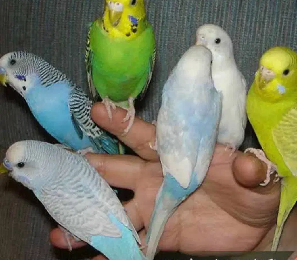 مرغ عشق|حیوانات|تهران, تهرانپارس غربی|دیوار