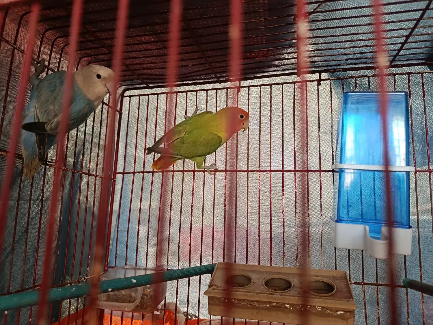 کوتوله|پرنده|میبد, |دیوار