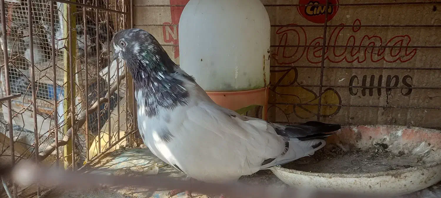 کبوتر  نکریز|پرنده|تخت, |دیوار