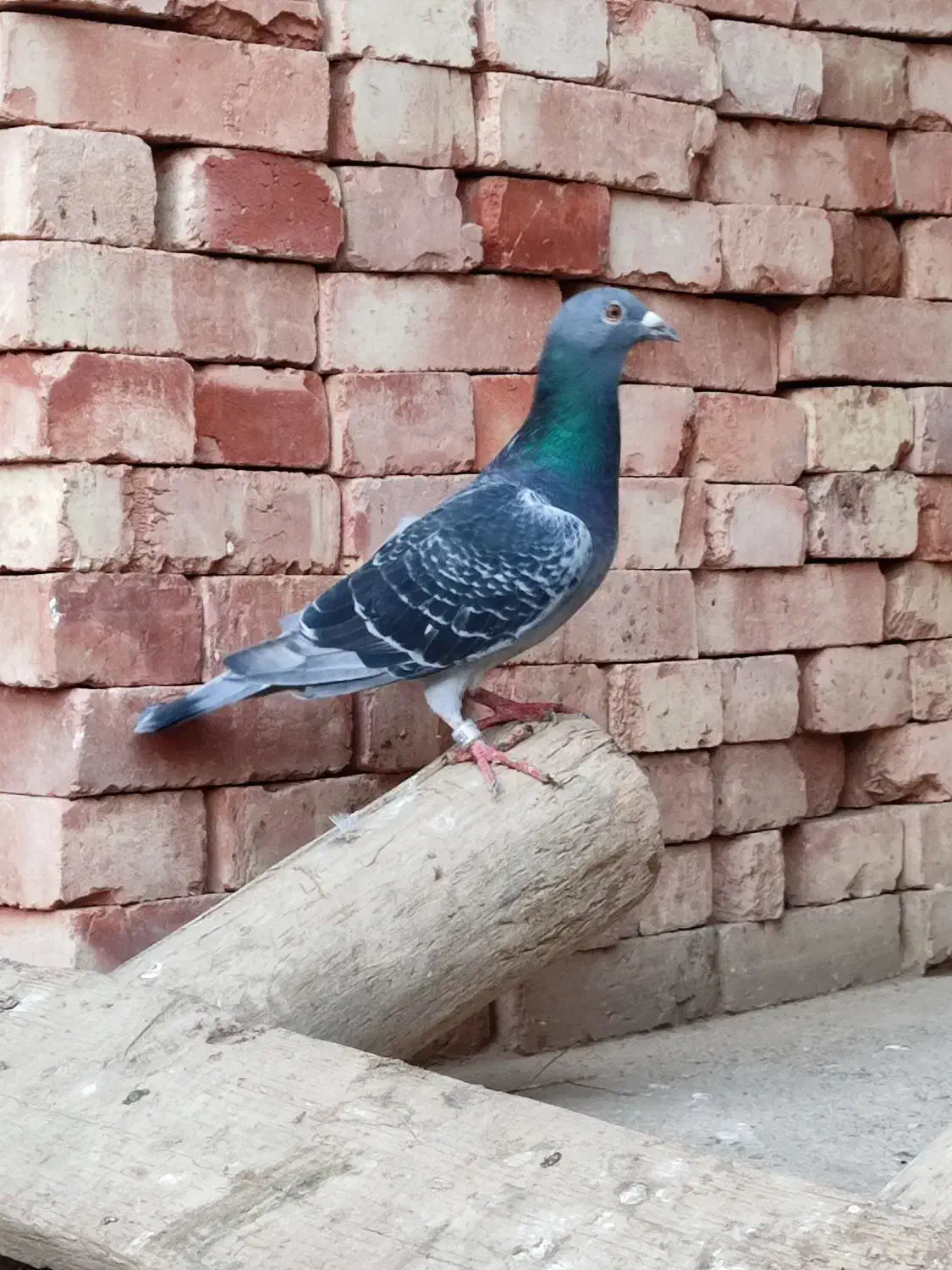 دوبر نره مسافتی|پرنده|پارس‌آباد, |دیوار