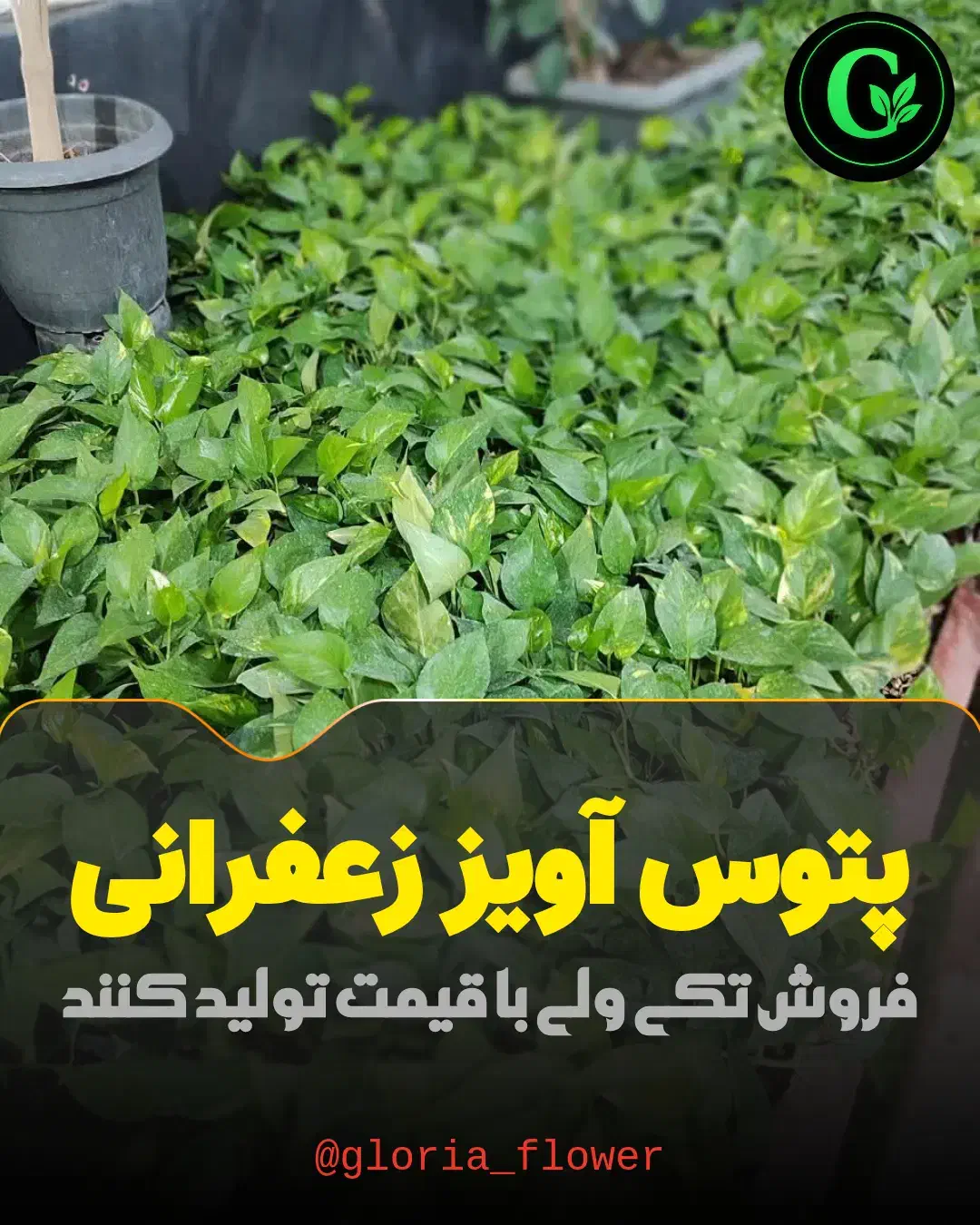 پتوس آویز زعفرانی ریشه پر ویژه روز مادر گلوریا|گل و گیاه طبیعی|قم, پردیسان|دیوار