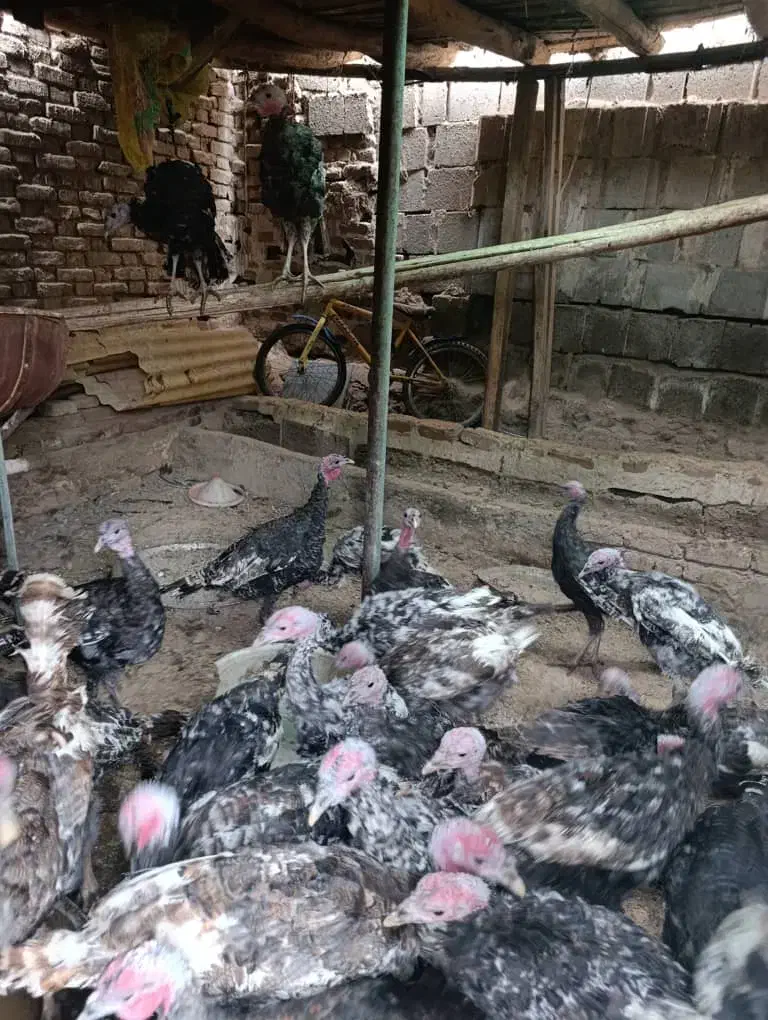 بوقلمون|حیوانات مزرعه|بناب, |دیوار