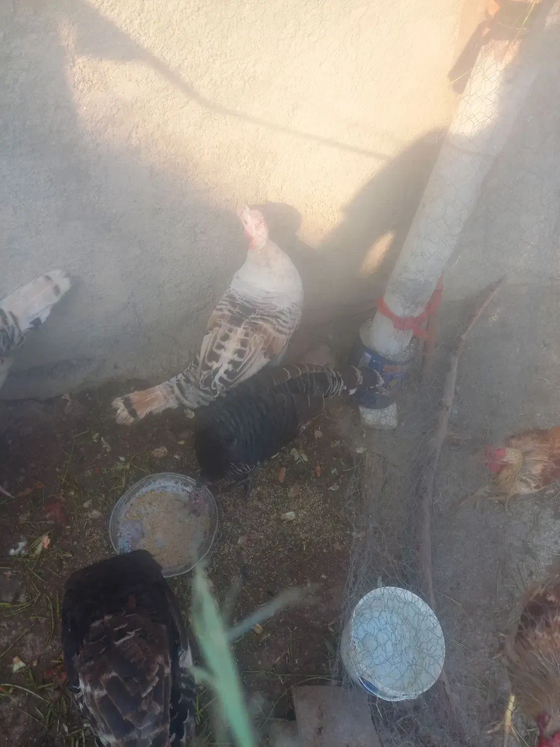 تعدادی بوقلمون نر و ماده|حیوانات مزرعه|کوهدشت, |دیوار