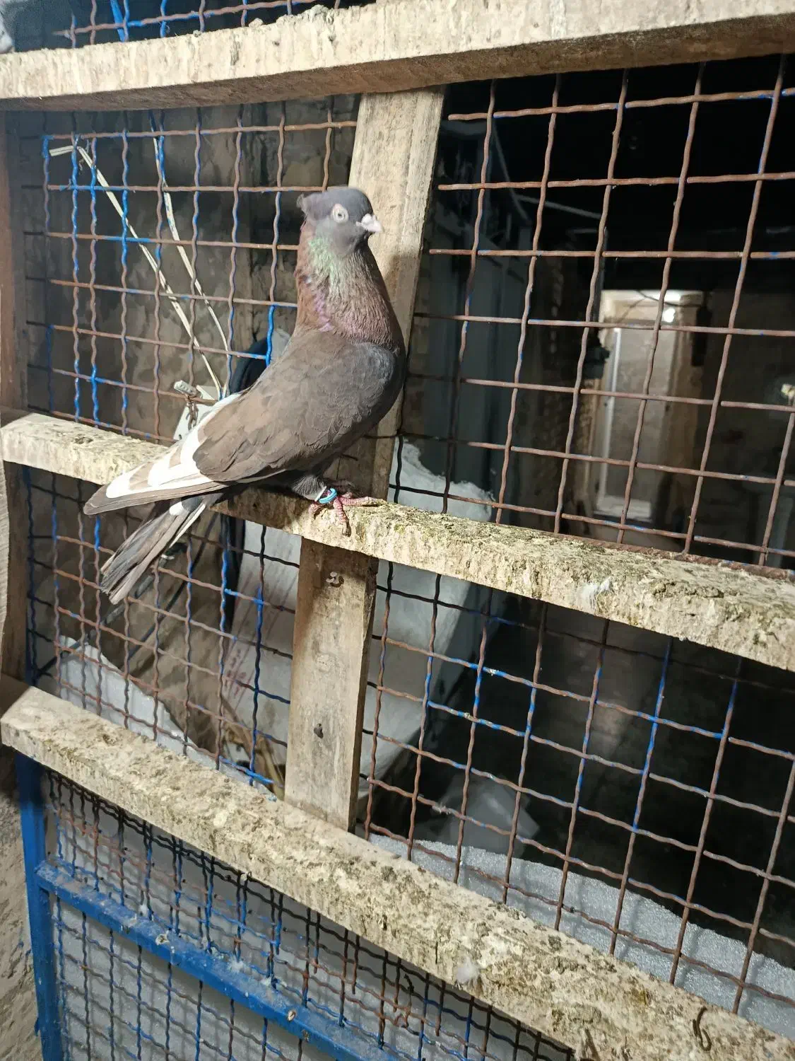 کبوتر رنگی|پرنده|کارون, |دیوار