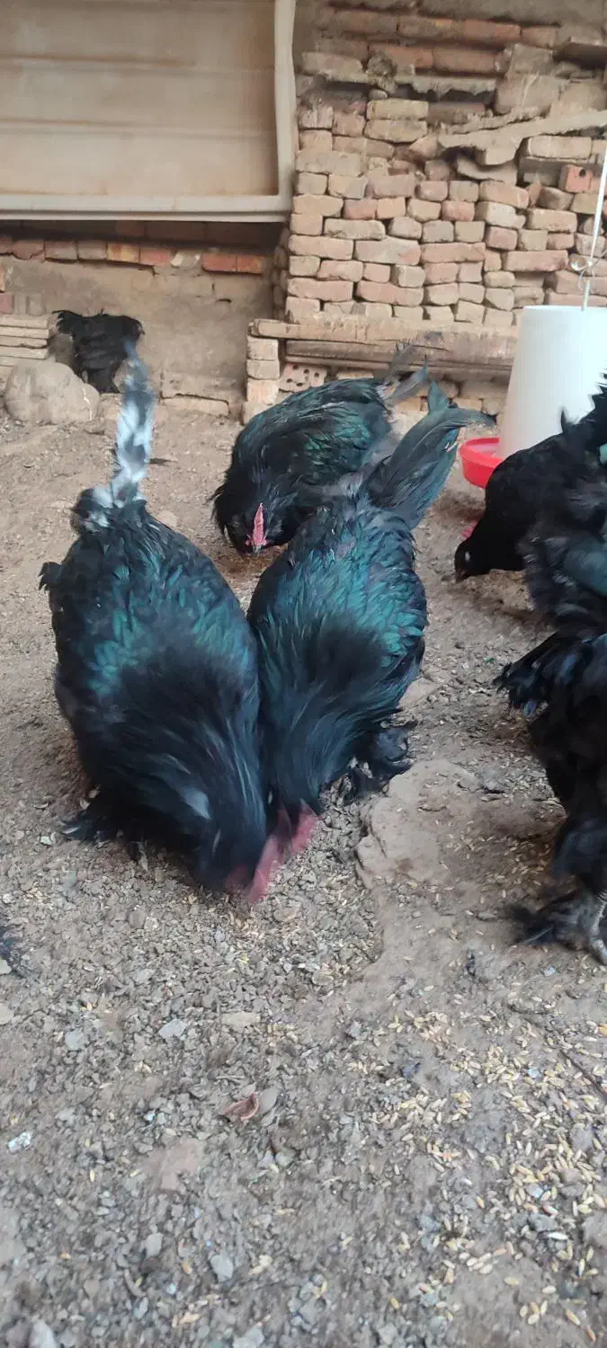 خروس سیاه برای قربانی و چشم نظر|حیوانات مزرعه|باسمنج, |دیوار