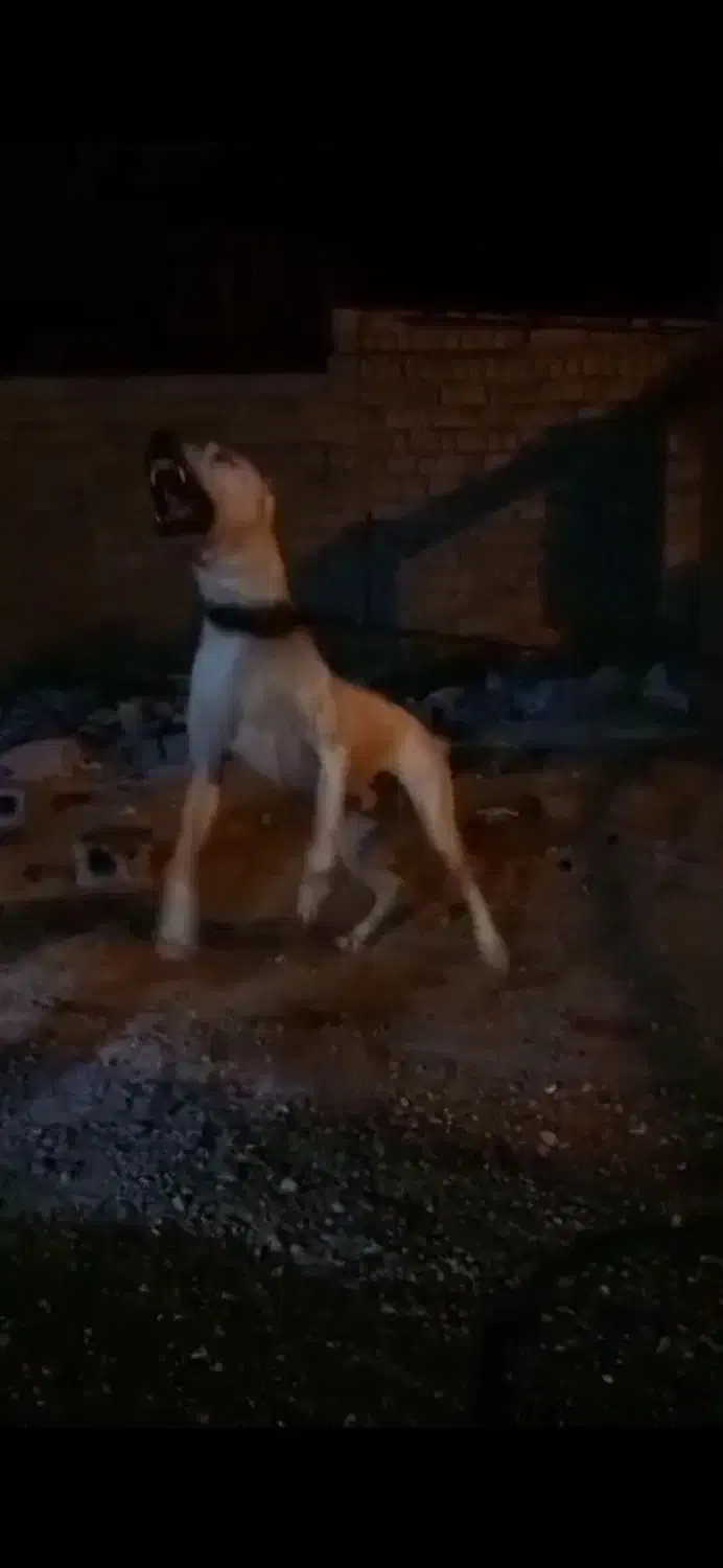 فروش توله داگو ماده  چهارمحال وبختیاری|سگ|بروجن, |دیوار