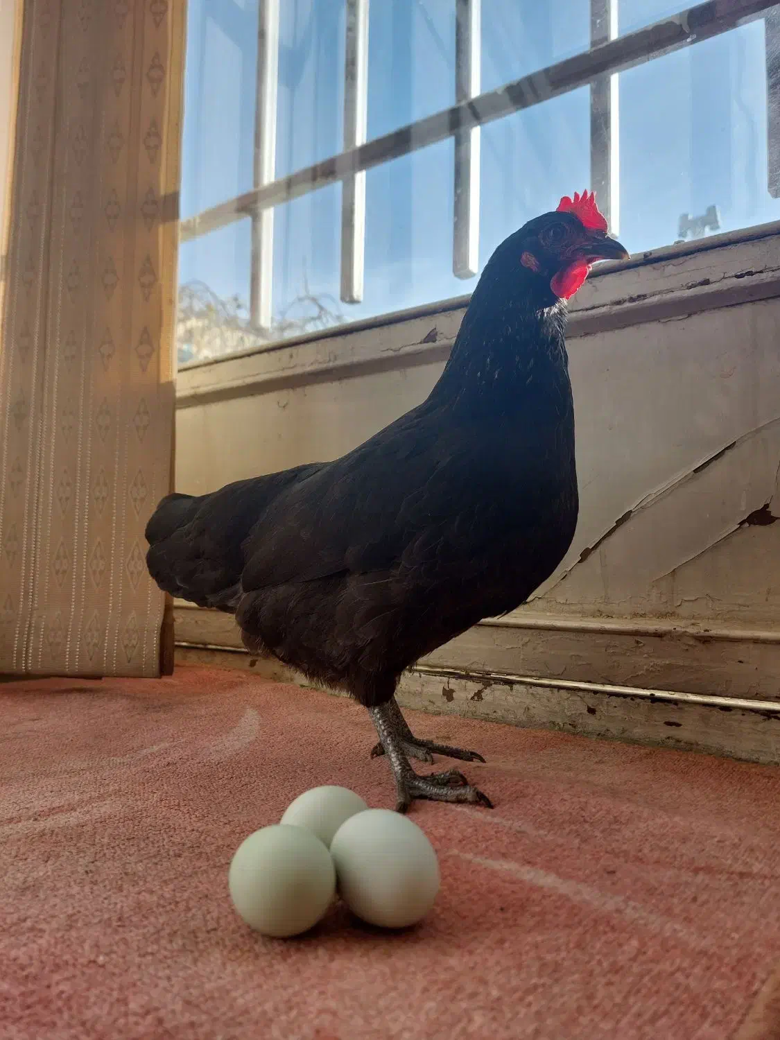 مرغ دورگه لاکندزی با تخم سبز ابی|حیوانات مزرعه|شاهین‌شهر, سعدی شمالی|دیوار