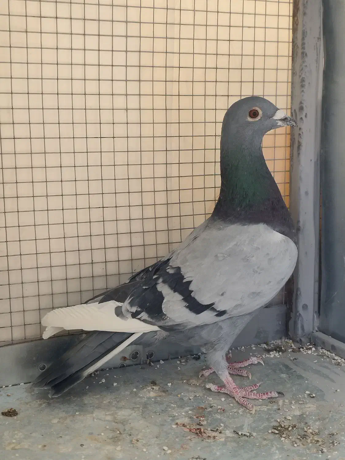 کبوتر پلاکی و پرشی|پرنده|مبارکه, |دیوار