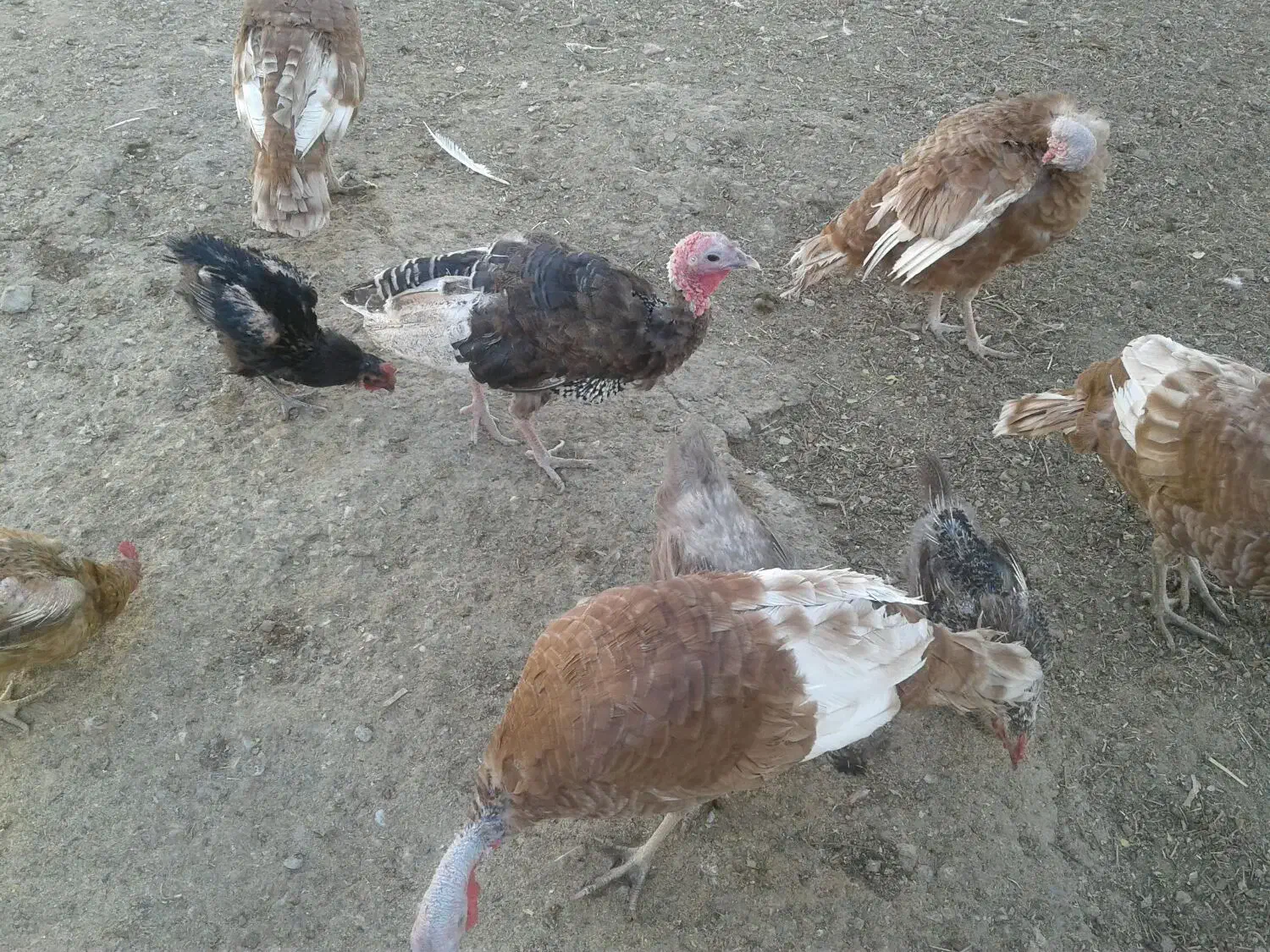 فروش پرنده باقیمت مناسب|پرنده|اشترینان, |دیوار