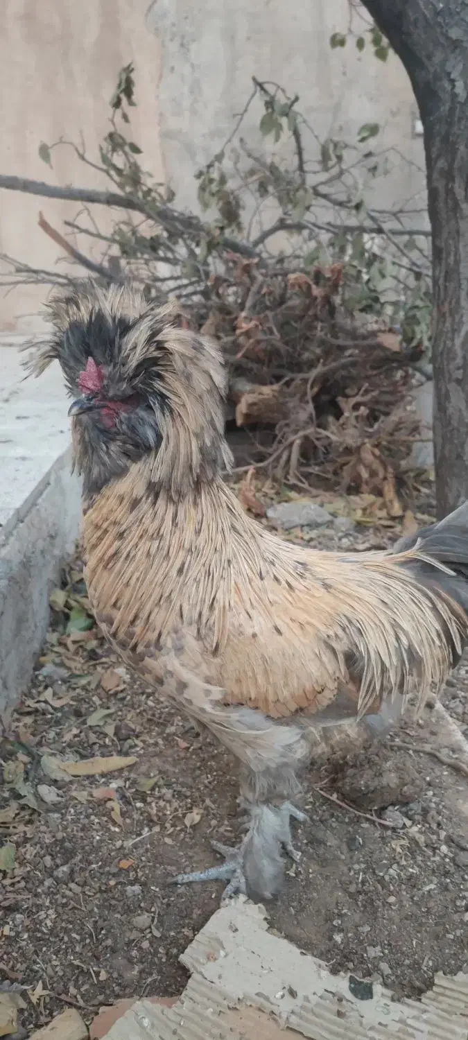 خروس کاکولی|حیوانات مزرعه|تربت‌حیدریه, آغوی|دیوار