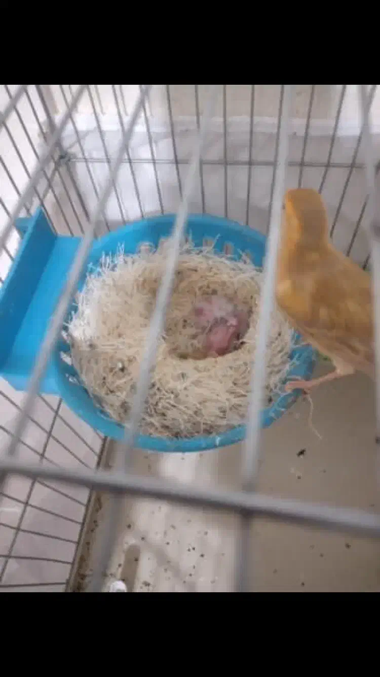 جفت قناری با جوجه|پرنده|خورموج, |دیوار