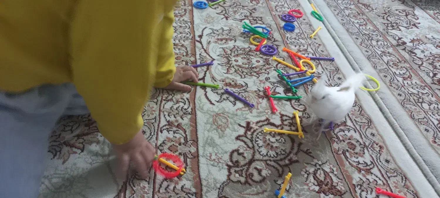 طوطی|پرنده|قم, انسجام|دیوار