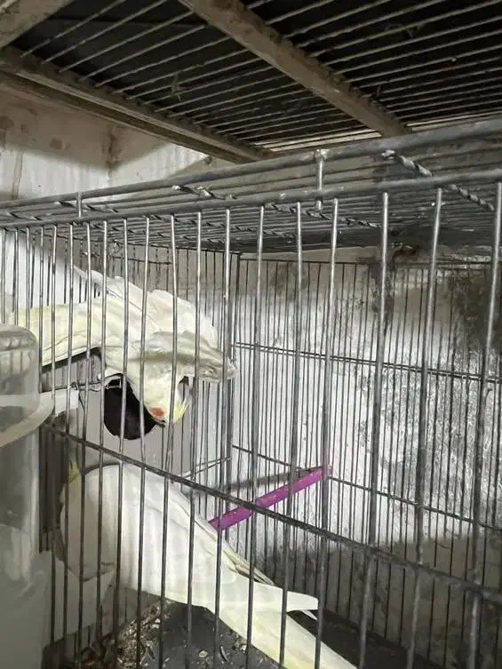 جفت لوتینو دست سخنگو|پرنده|شاهینشهر, فردوسی|دیوار