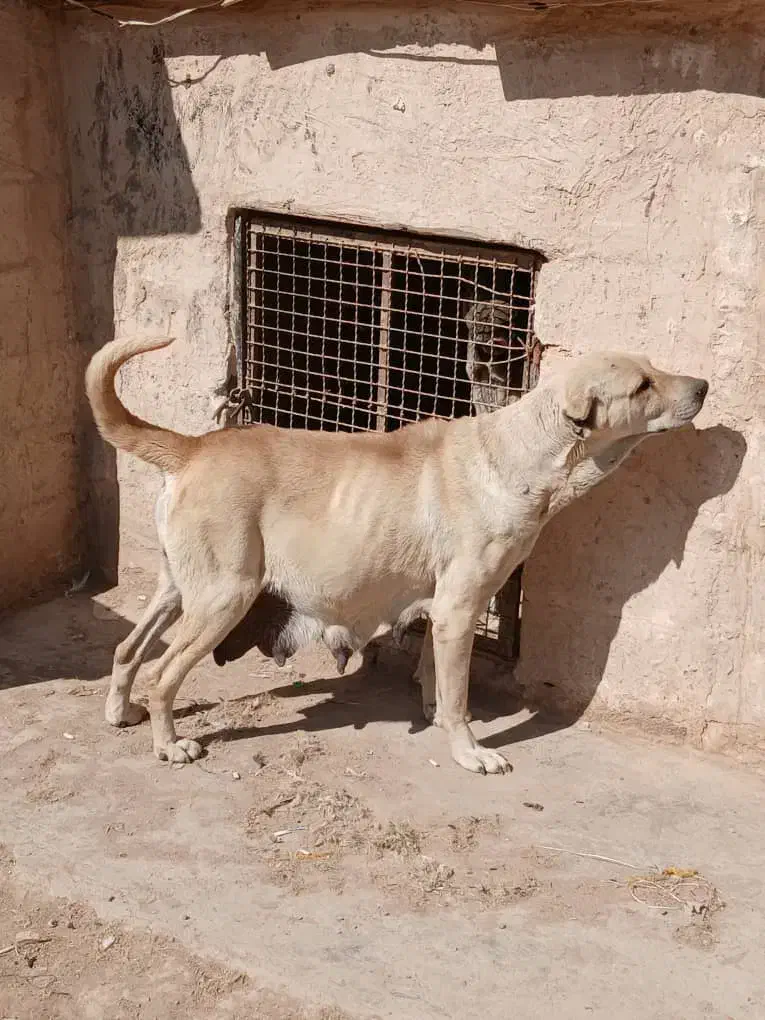 ماده عراقی سرابی پژدر|سگ|گرمسار, |دیوار