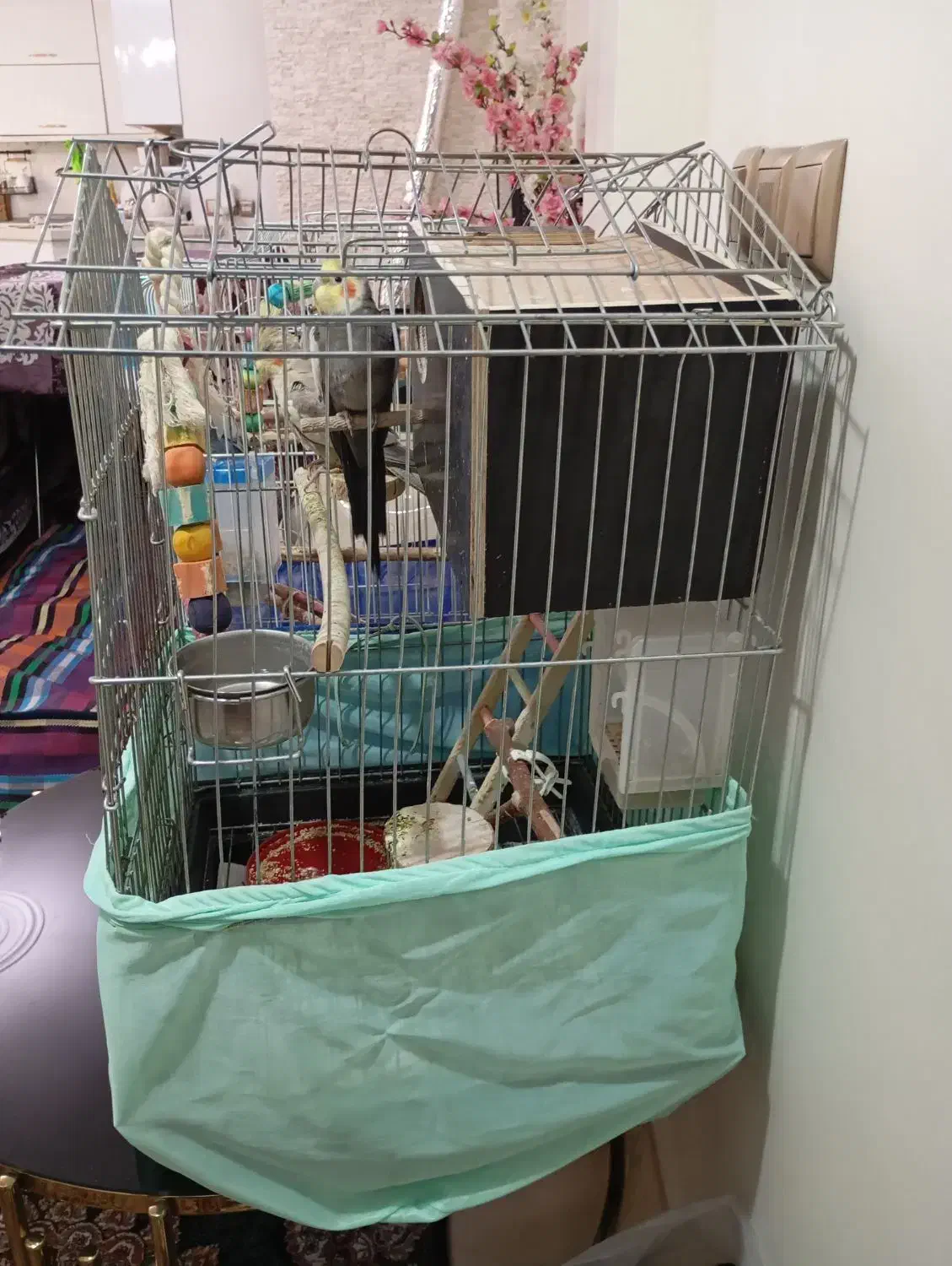 عروس هلندی|پرنده|تهران, کیانشهر|دیوار