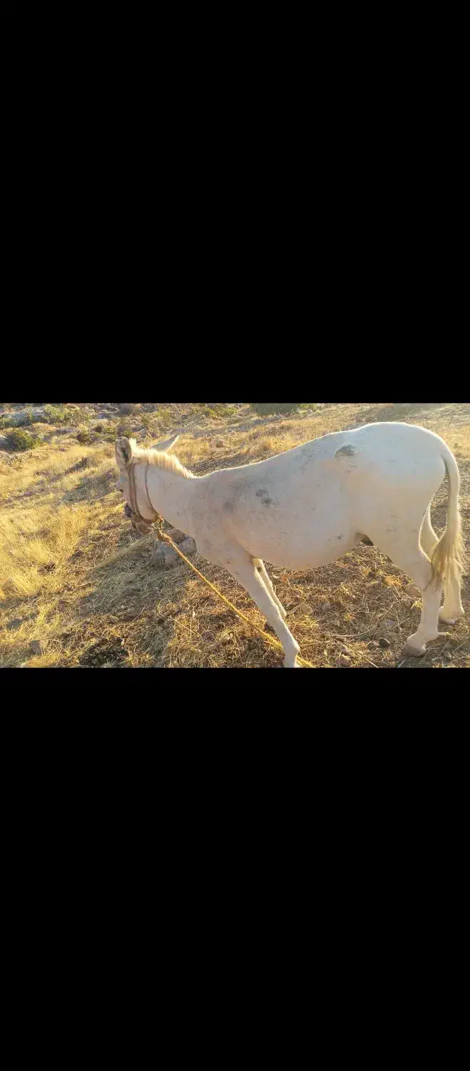 فروشی|حیوانات مزرعه|کوهمره, |دیوار