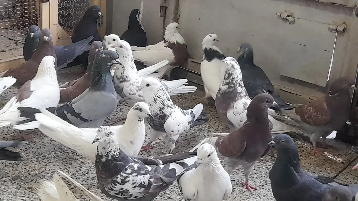 خرید وفروش کفتر تهرانی وغیره|پرنده|برخوار, |دیوار