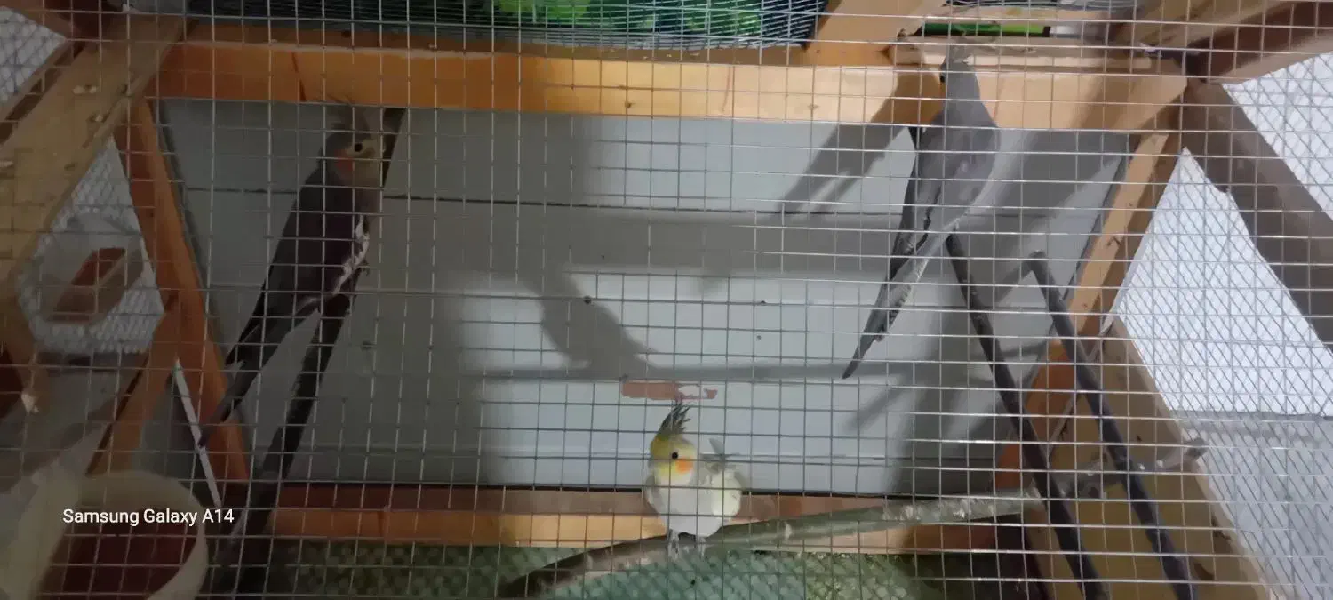 عروس هلندی|پرنده|جوین, |دیوار