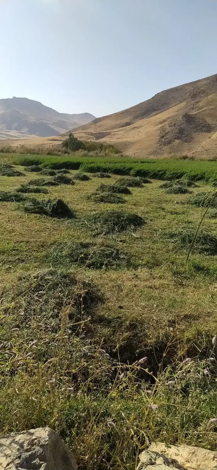 یونجه وسوزه|خدمات باغبانی و درختکاری|الیگودرز, |دیوار
