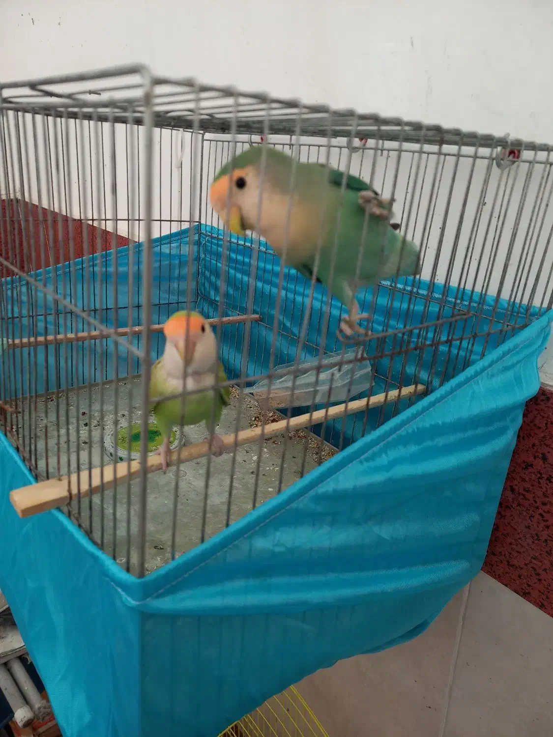 جفت طوطی برزیلی مولد با تخم قابل معاوضه|پرنده|اردبیل, |دیوار