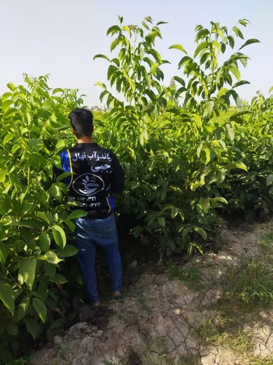 فروش درخت گردو ژنوتیپ|خدمات باغبانی و درختکاری|اردکان, |دیوار