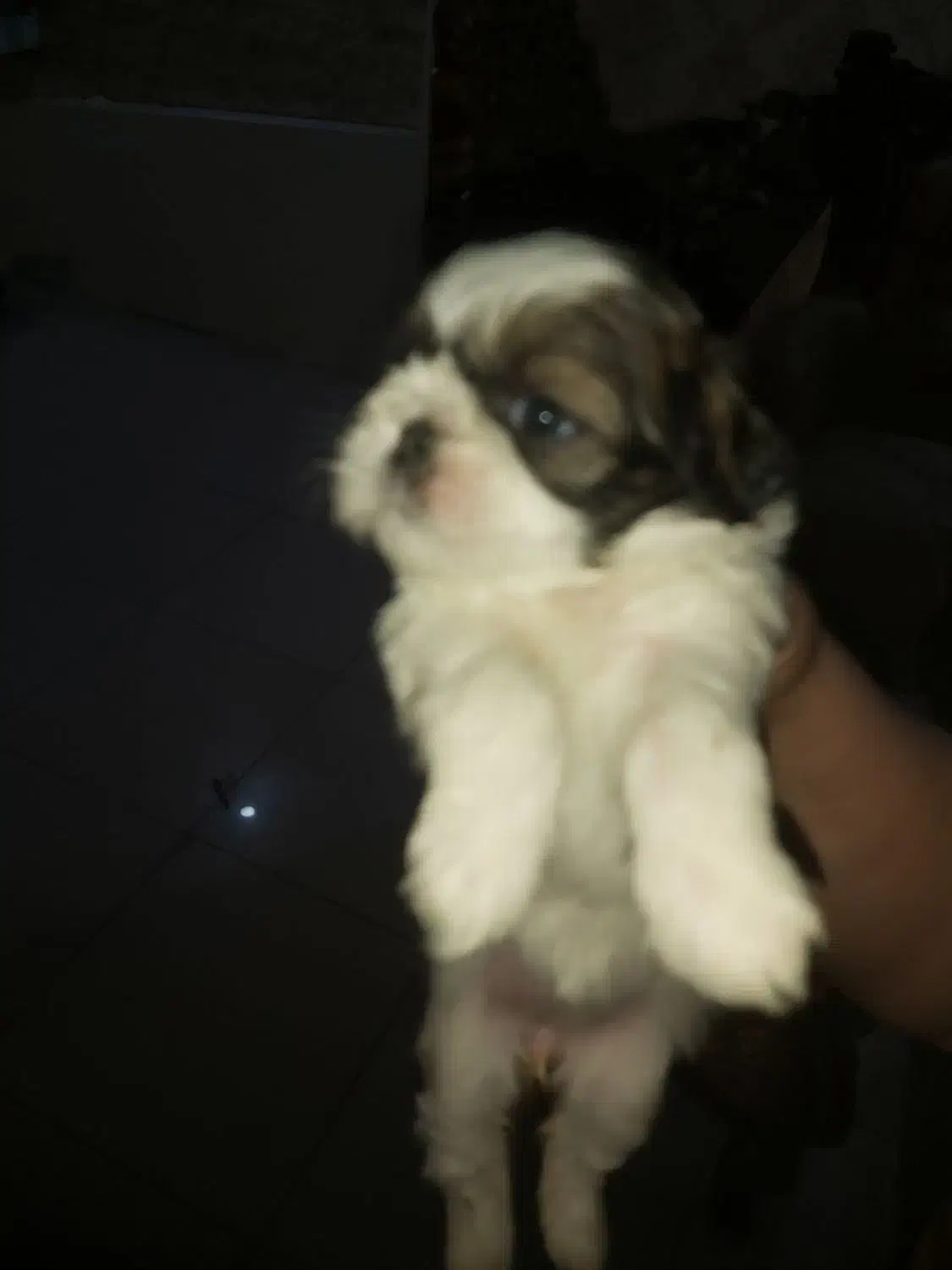 سگ سیدزو|سگ|اهواز, کیانپارس |دیوار