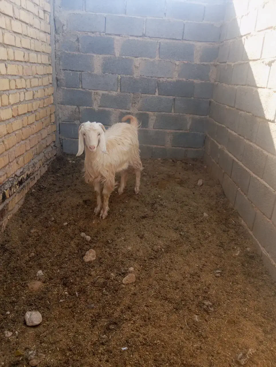 کهره ماده|حیوانات مزرعه|زرین دشت (فارس), |دیوار